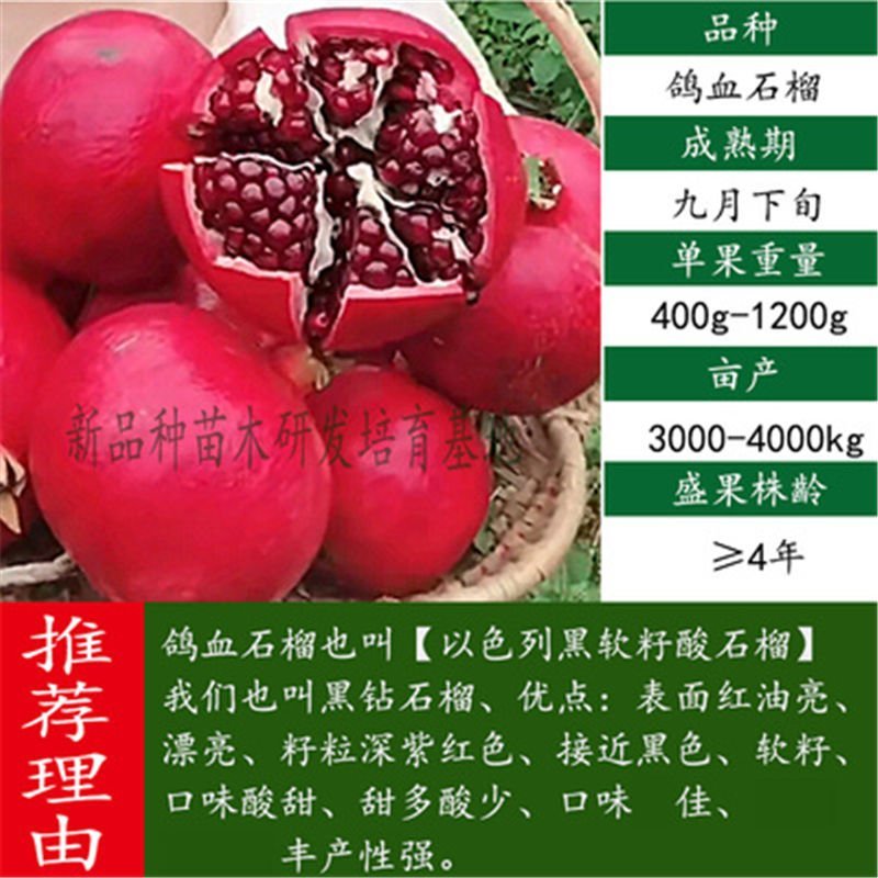 突尼斯石榴苗～软籽～黑籽～无籽～硬籽～品种保证～死苗包赔
