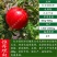 突尼斯石榴苗～软籽～黑籽～无籽～硬籽～品种保证～死苗包赔