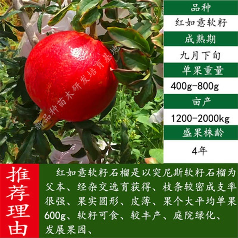 突尼斯石榴苗～软籽～黑籽～无籽～硬籽～品种保证～死苗包赔