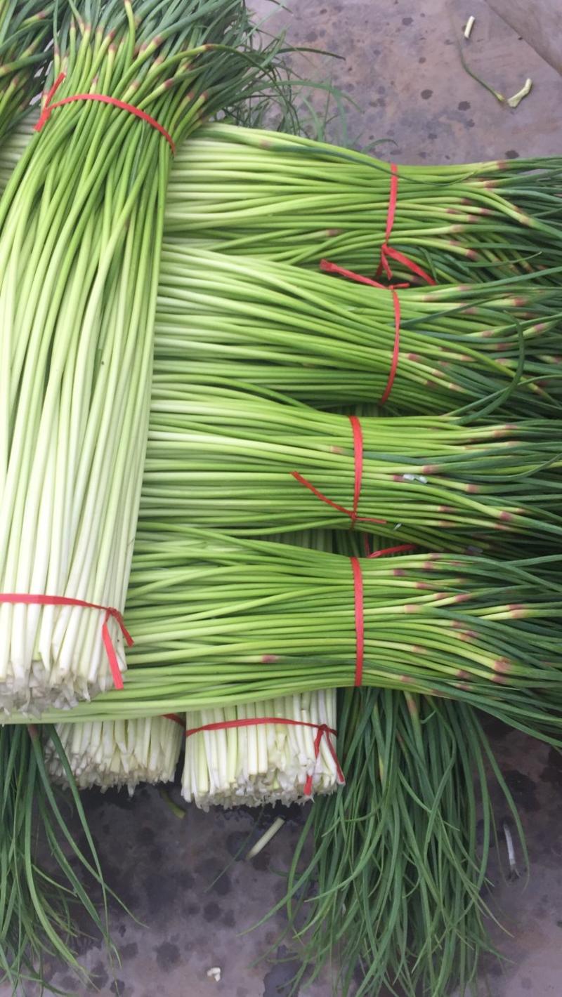 徐州沛县精品白帽蒜苔一手货源，保质保量长度60+以上精品