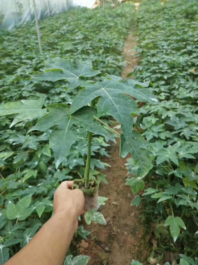 木瓜树苗红冠木瓜苗红岭木瓜大青木瓜黄金木瓜苗当年结果包邮