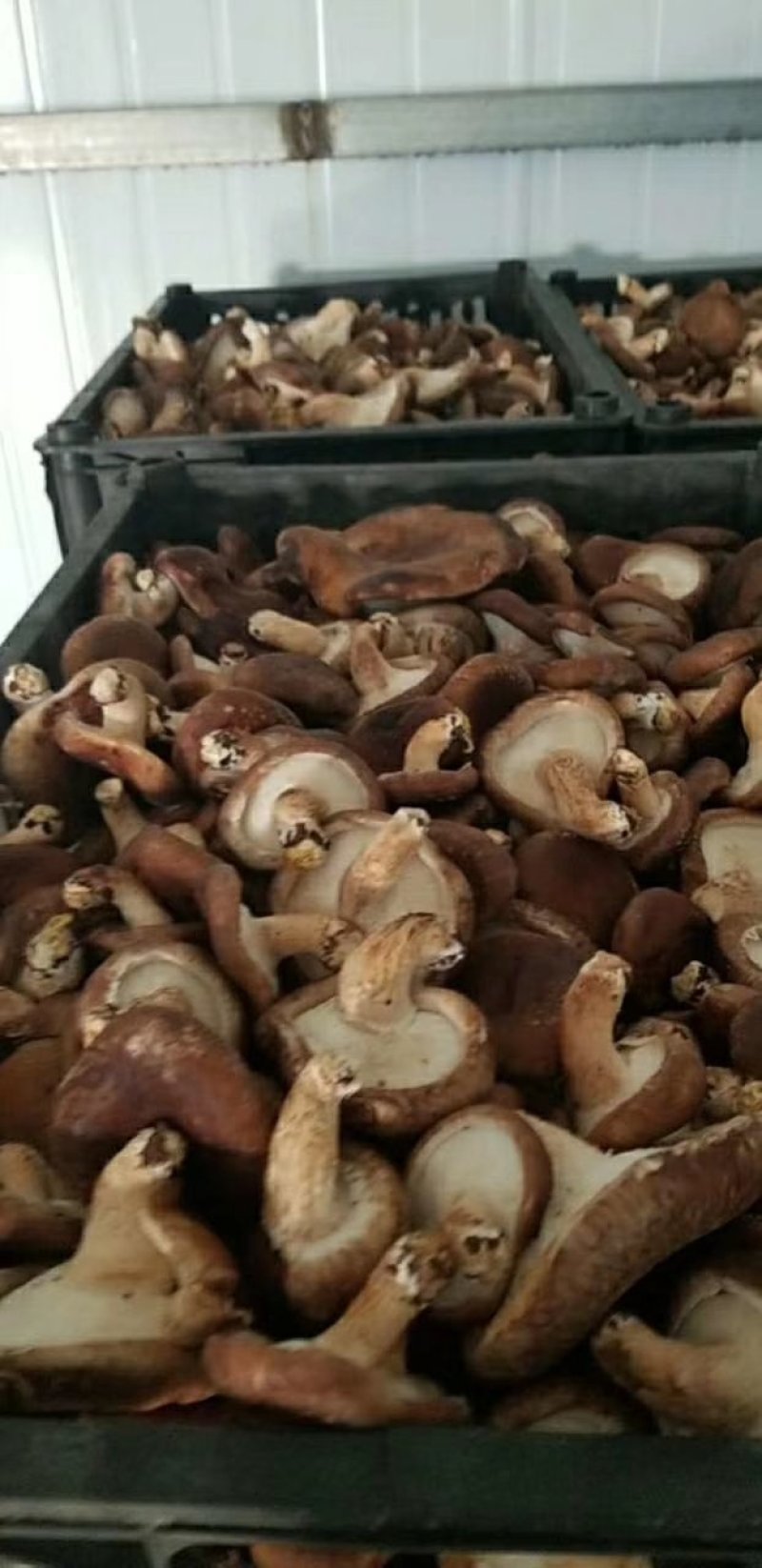 香菇
