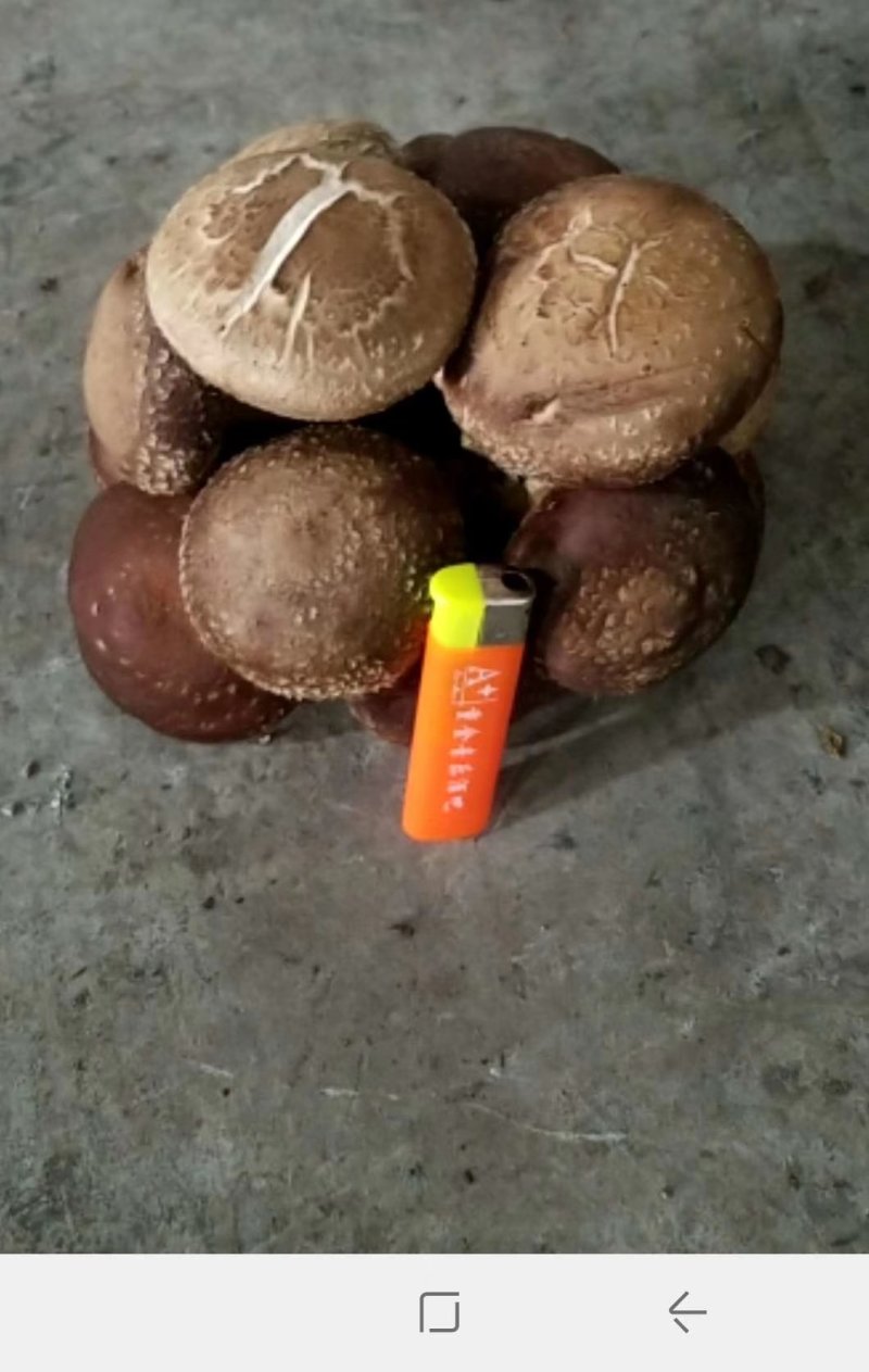 香菇