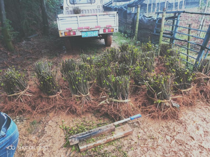 江西樟树纯正中花吴茱萸扦插苗当年结果提供技术包回收