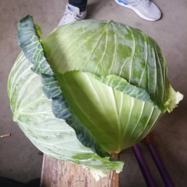 包菜大量上市，低价出售！欢迎新老客户来电来人