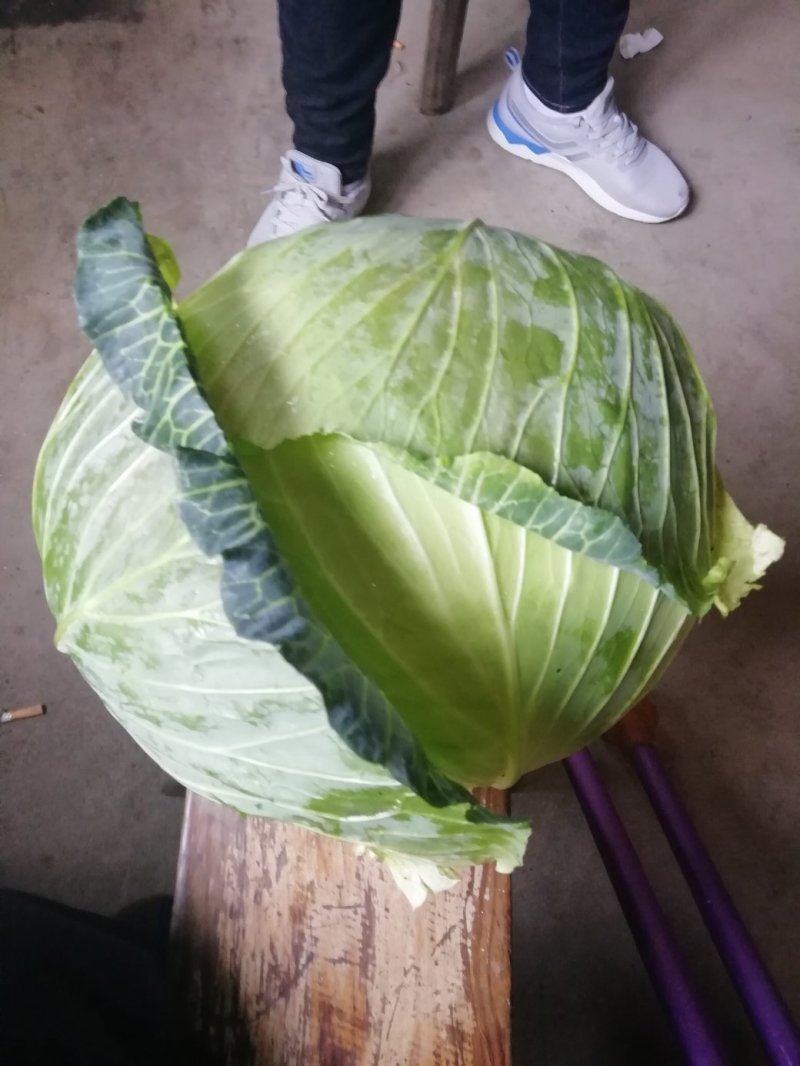 包菜大量上市，低价出售！欢迎新老客户来电来人