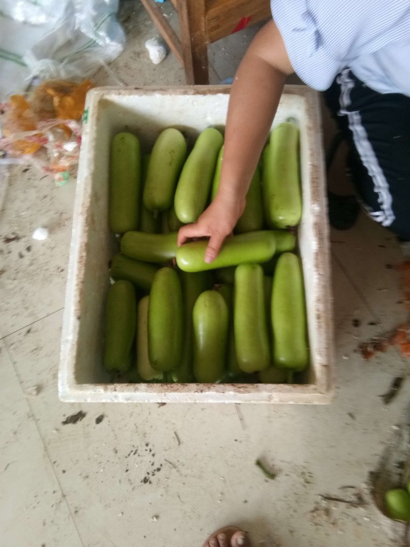 瓠瓜30~40cm5~6cm