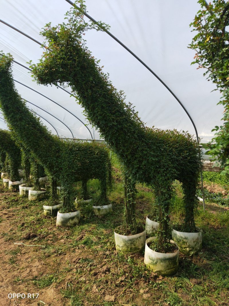 无纺布美植袋，植树袋，营养钵，育苗袋厂家