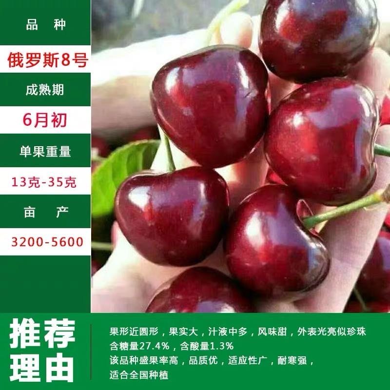 车厘子樱桃苗-俄罗斯8号-黑珍珠-美早-红灯-鲁樱