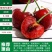 车厘子樱桃苗-俄罗斯8号-黑珍珠-美早-红灯-鲁樱