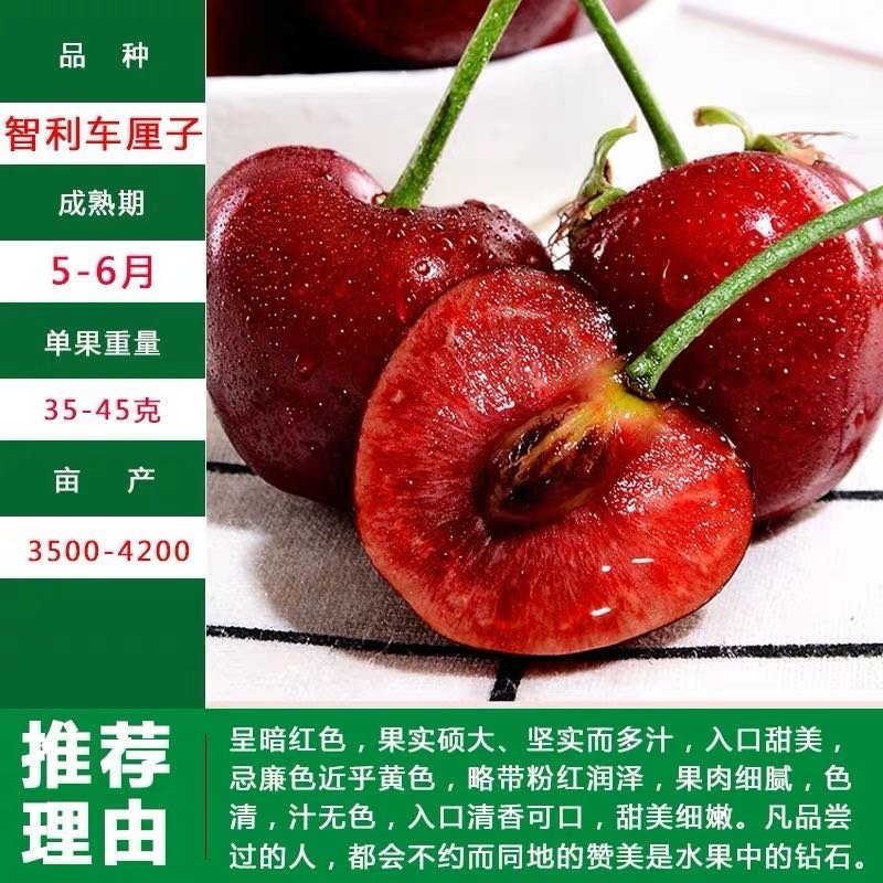 车厘子樱桃苗-俄罗斯8号-黑珍珠-美早-红灯-鲁樱