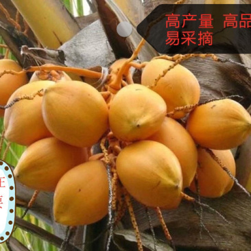 泰国金矮椰子苗黄金矮椰子苗