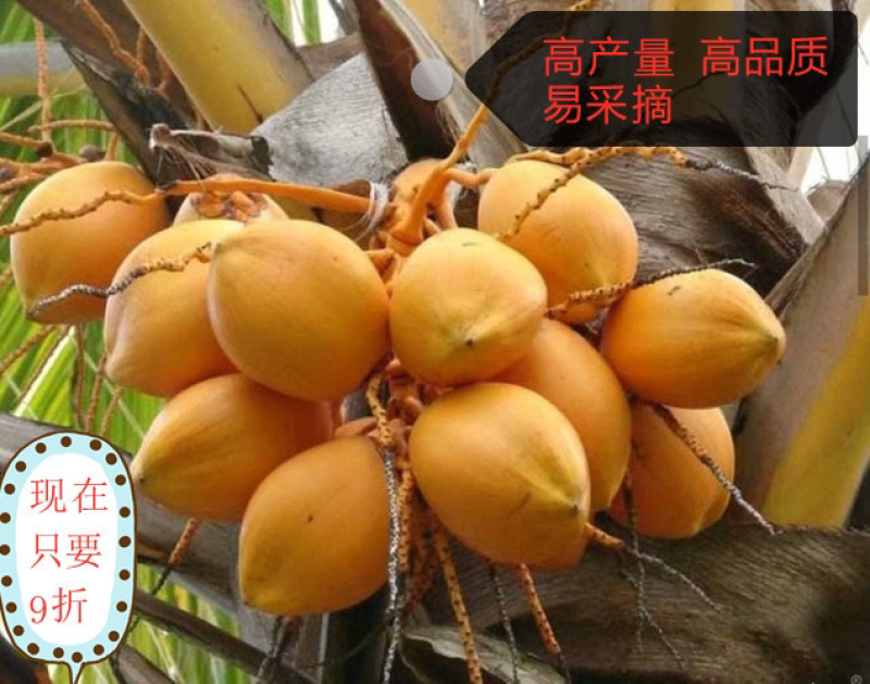 泰国金矮椰子苗黄金矮椰子苗