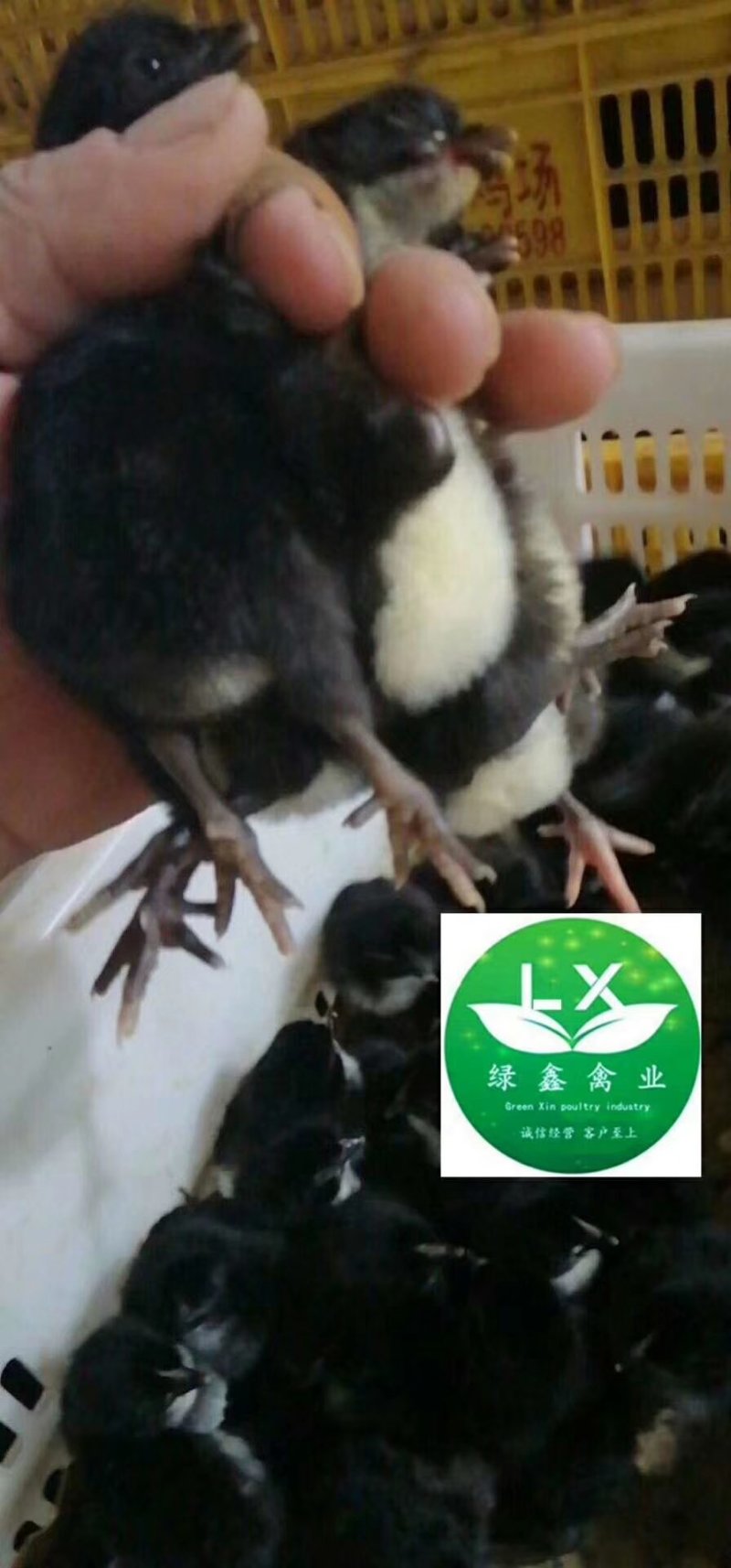 低价销售成长快抗病强五黑一绿，麻羽高产绿壳蛋鸡苗