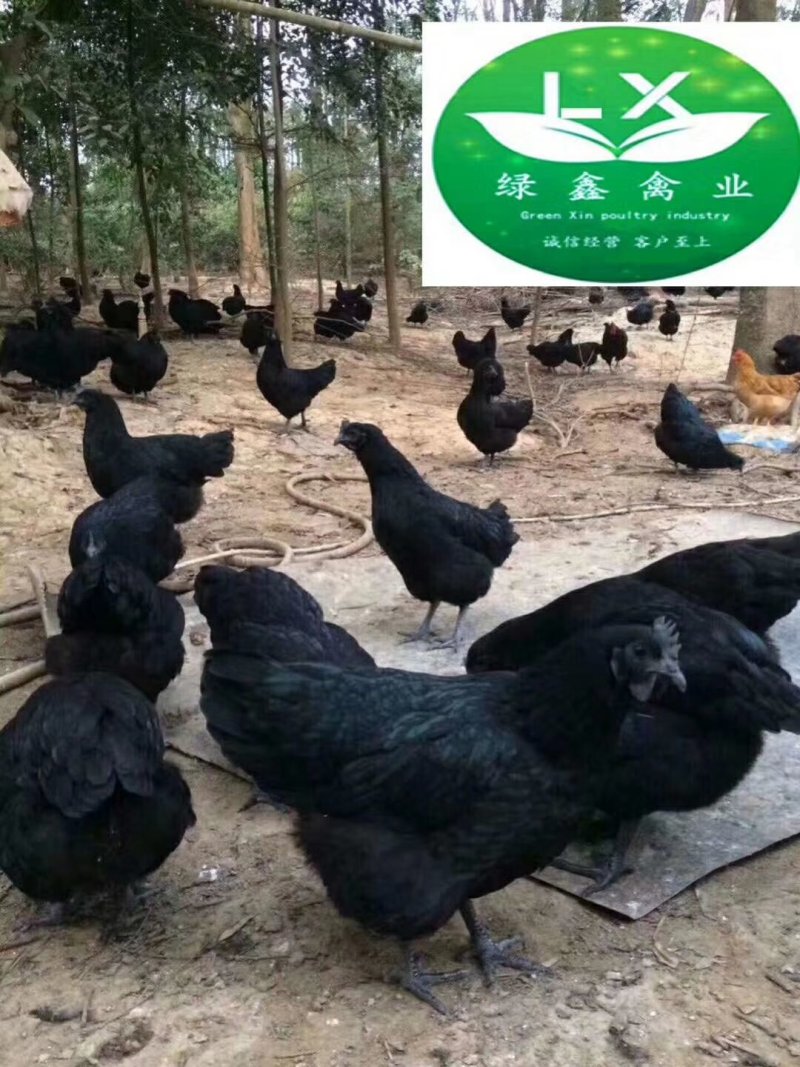 低价销售成长快抗病强五黑一绿，麻羽高产绿壳蛋鸡苗