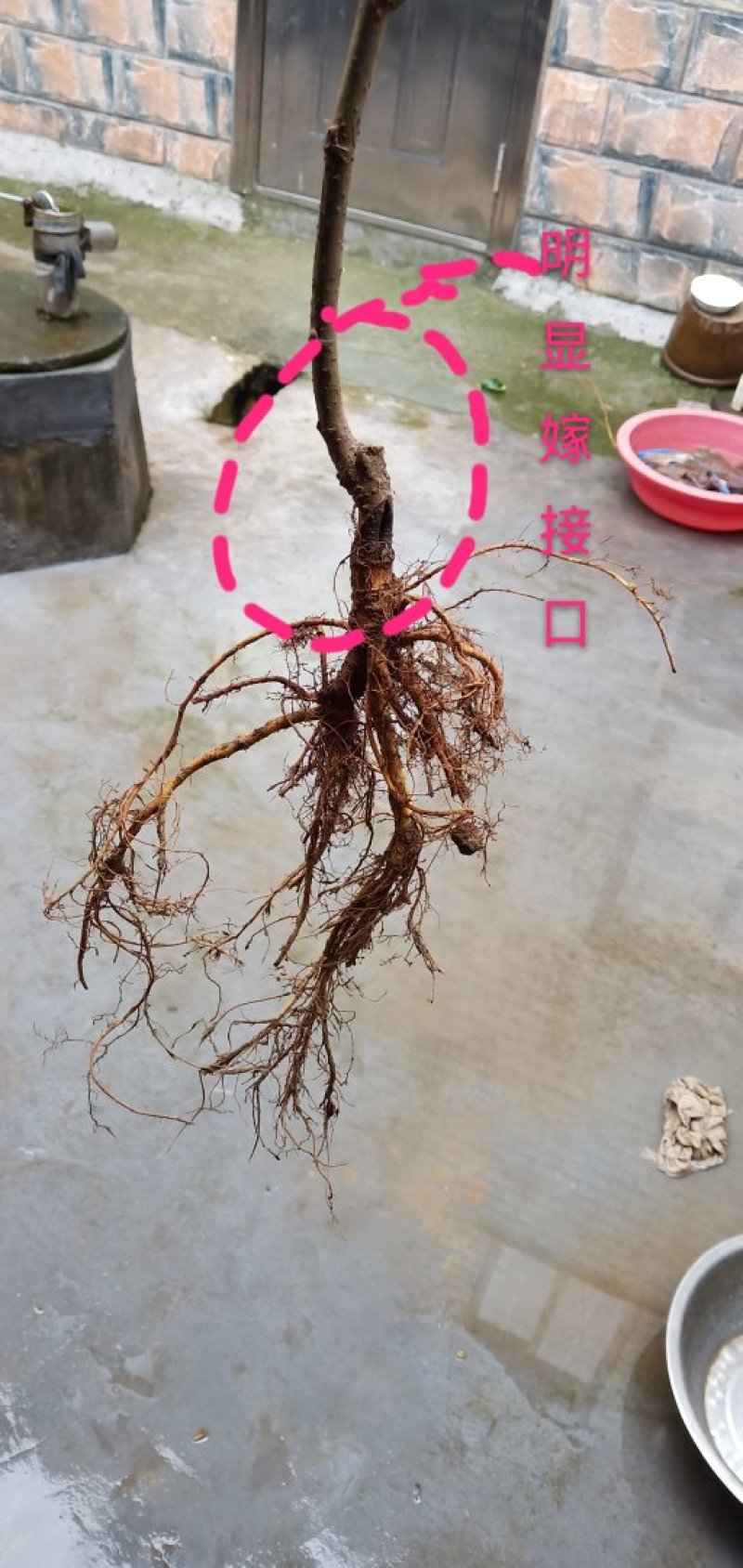 【荐】桑树苗无籽大十两年苗果桑苗台湾四季桑葚苗产地发货
