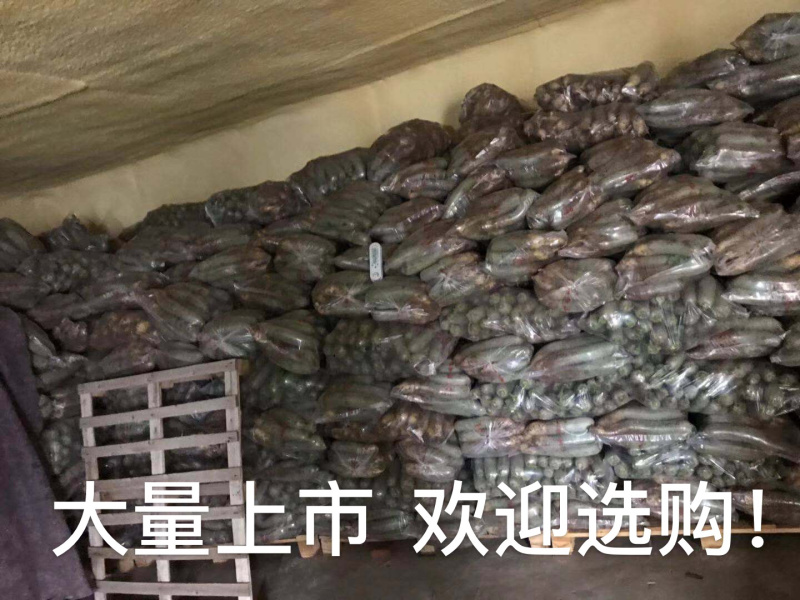 精品水果萝卜1~1.5斤起，水果萝卜产地一手货源