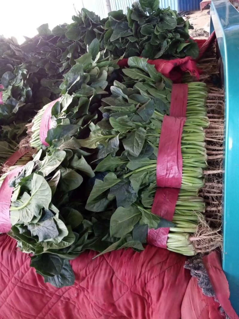精品菠菜产地直供一手货源全国发货中