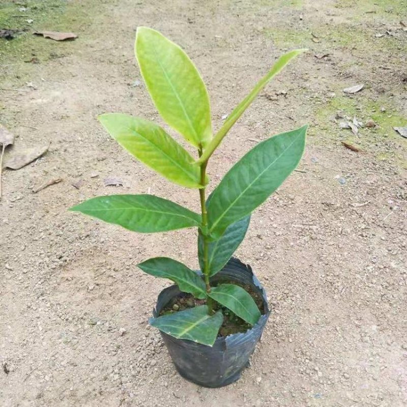 四季秋海棠又名四季海棠，为秋海棠科秋海棠属植物。四季秋海
