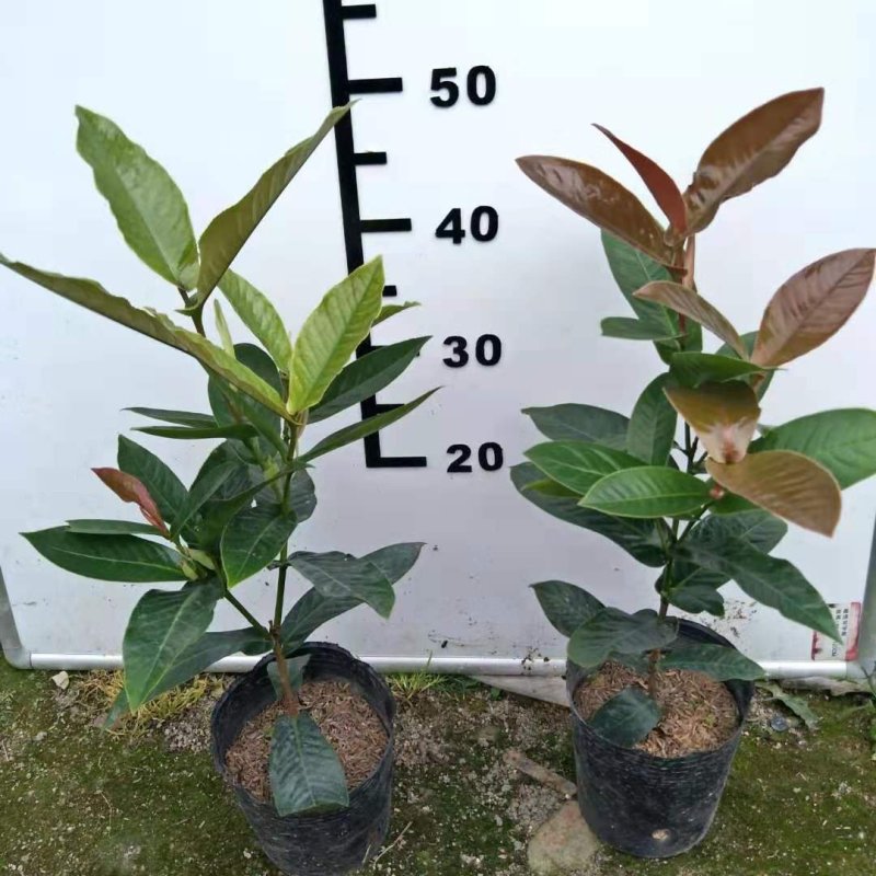 四季秋海棠又名四季海棠，为秋海棠科秋海棠属植物。四季秋海