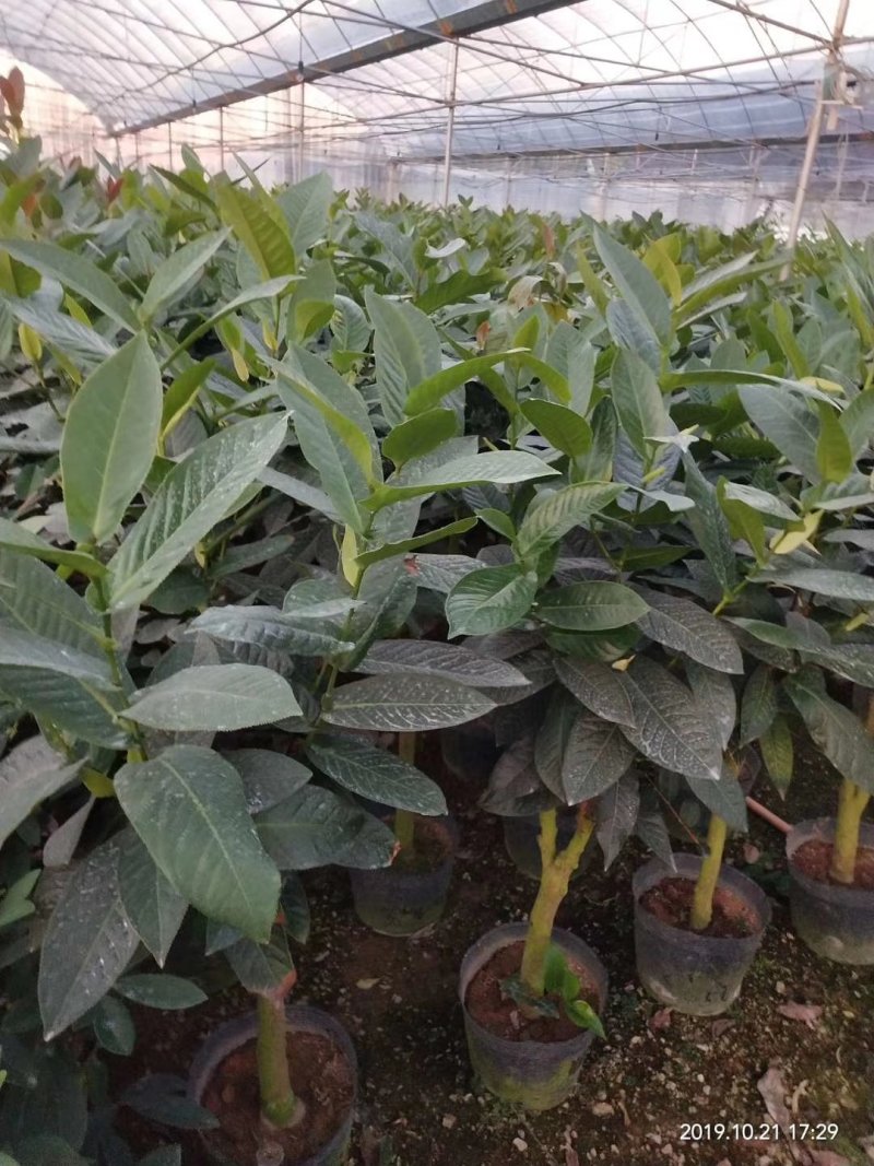 四季秋海棠又名四季海棠，为秋海棠科秋海棠属植物。四季秋海