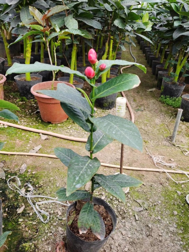 四季秋海棠又名四季海棠，为秋海棠科秋海棠属植物。四季秋海