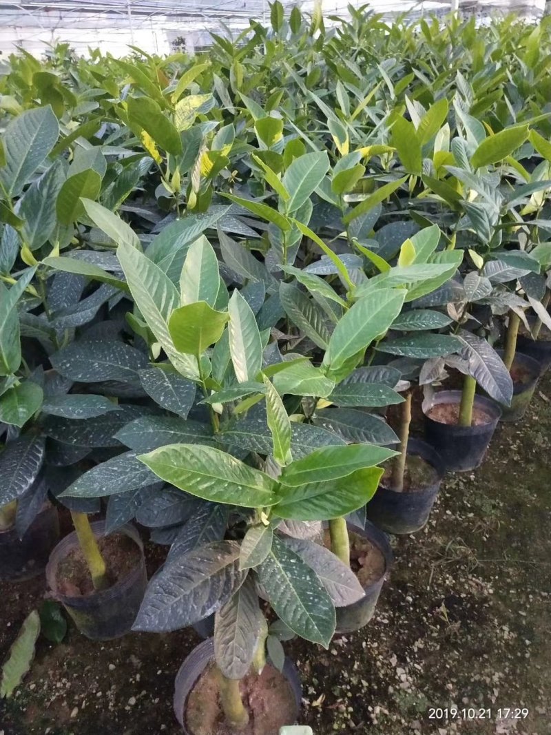 四季秋海棠又名四季海棠，为秋海棠科秋海棠属植物。四季秋海