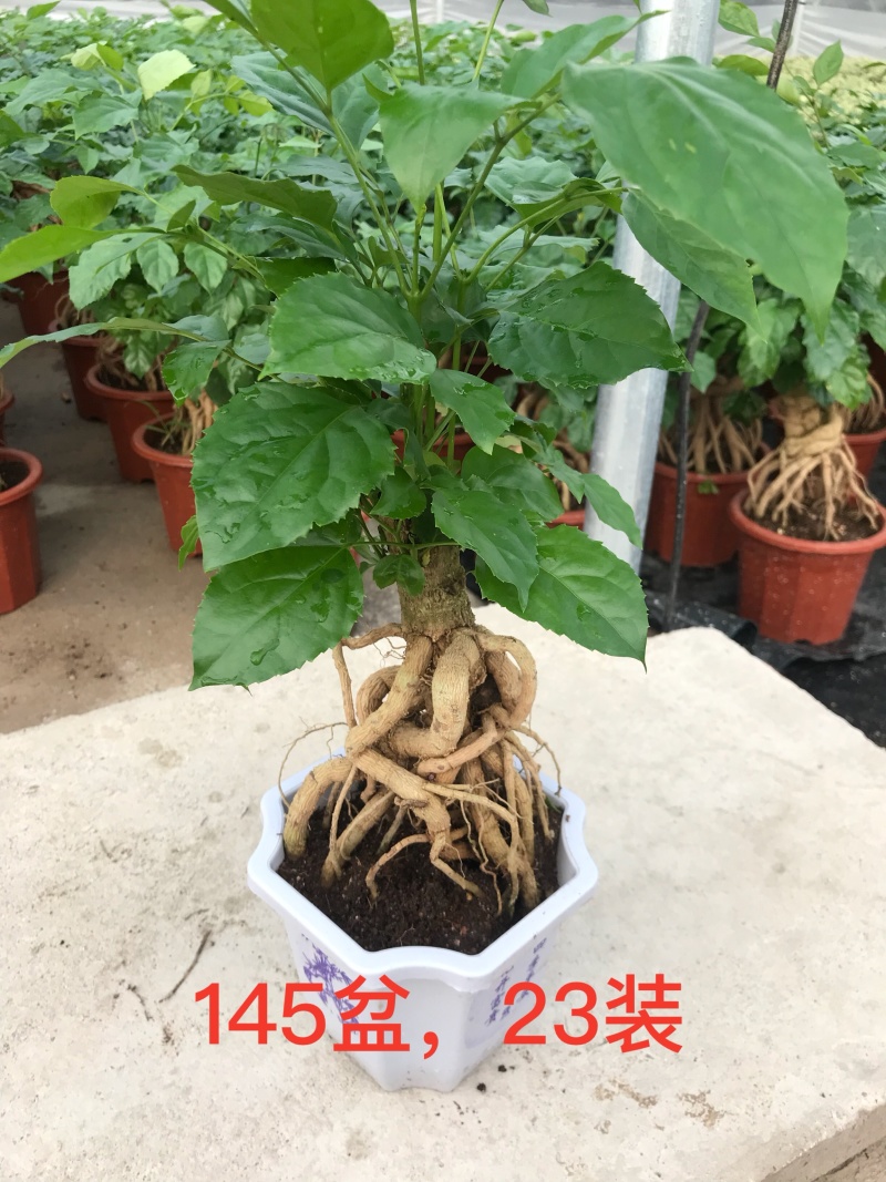 幸福树(提根绿宝)大小规格齐全，货源充足，整箱销售