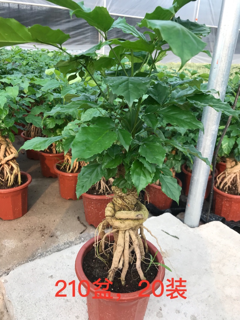 幸福树(提根绿宝)大小规格齐全，货源充足，整箱销售