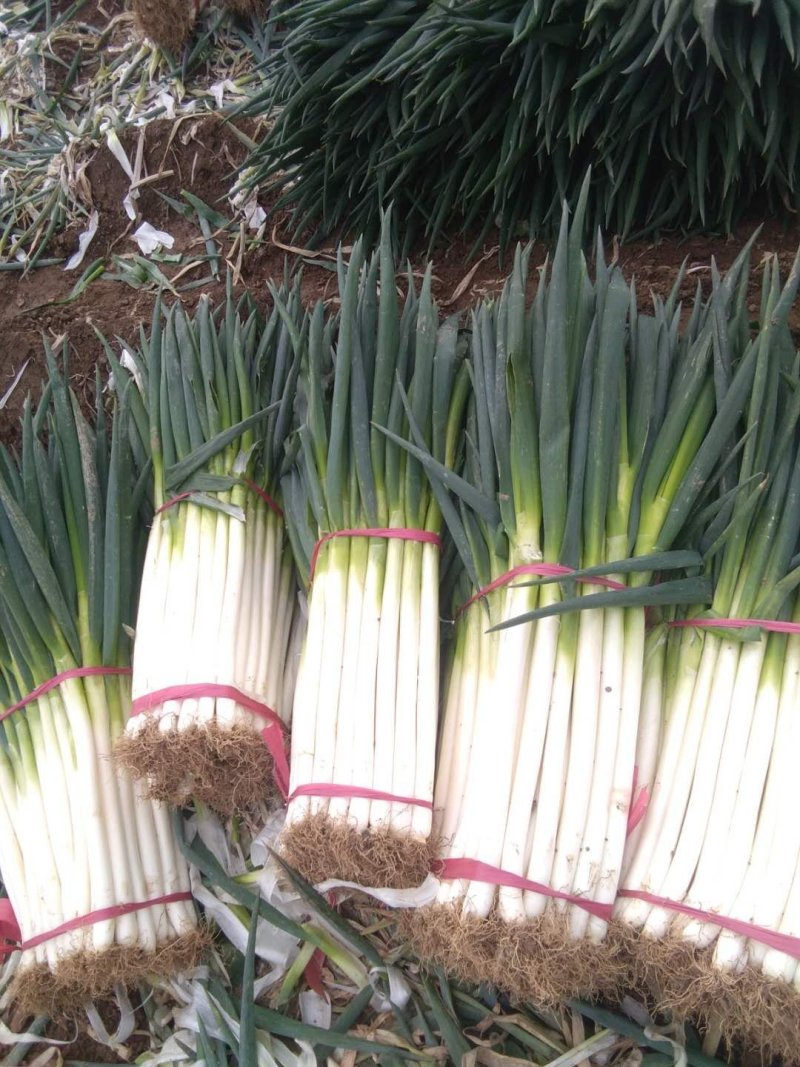 江苏启东大葱种植基地直销，刚葱基地，，，