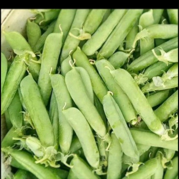 长寿仁碗豆，大量供应，