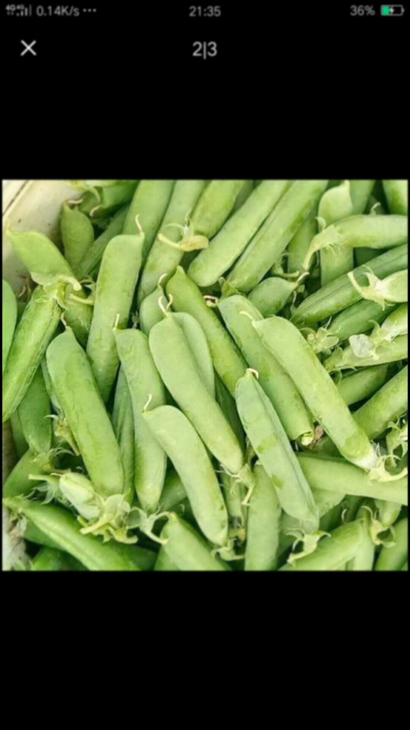 长寿仁碗豆，大量供应，