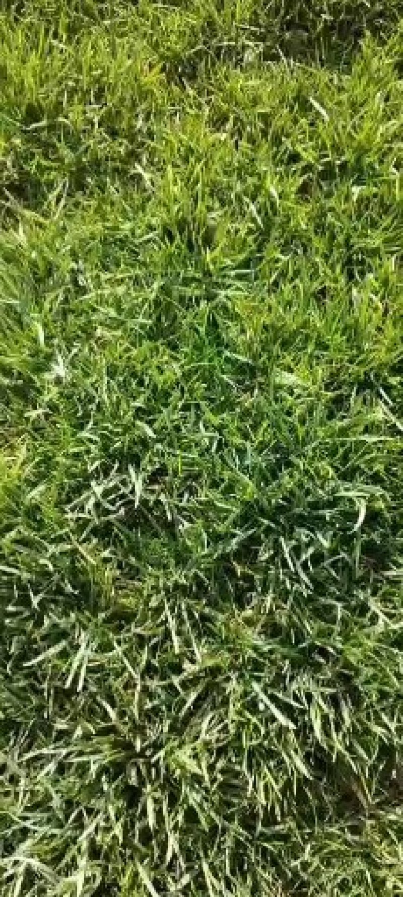 早熟禾高羊茅护坡草坪四季常青草坪宿根花卉果岭草坪草籽销售