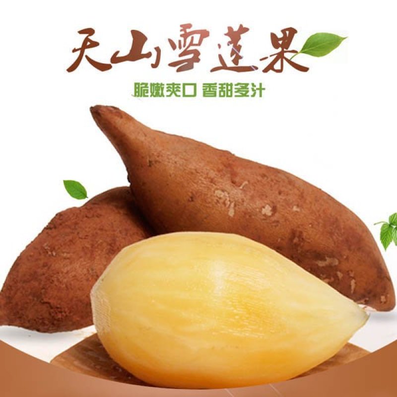 云南天山雪莲果原产地新鲜水果9斤【一件代发】