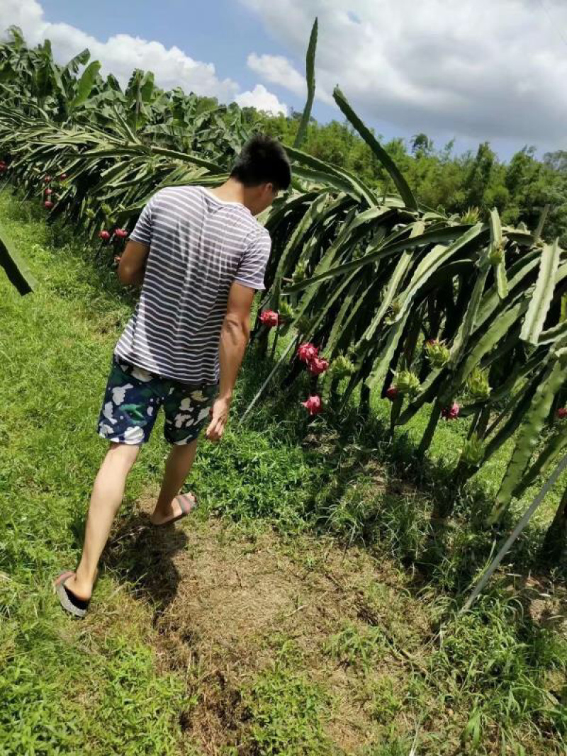 火龙果苗双色龙红皮白肉火龙果苗软枝大红