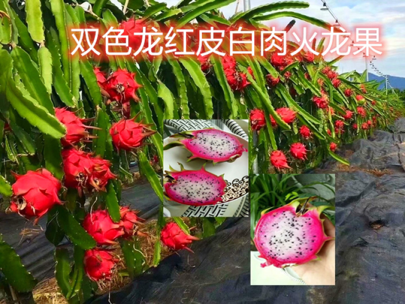 火龙果苗双色龙红皮白肉火龙果苗软枝大红