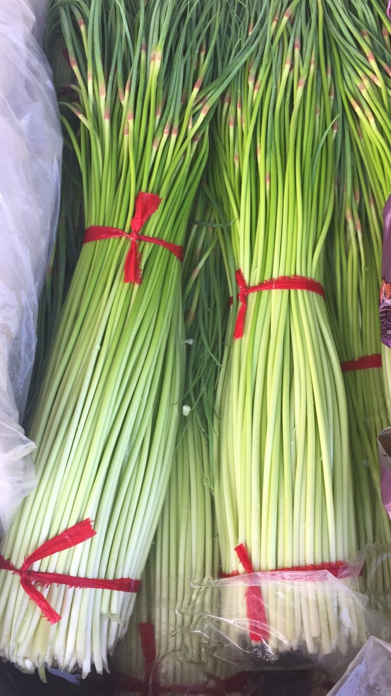 徐州精品红帽蒜薹大量上市量大价优，一手货源