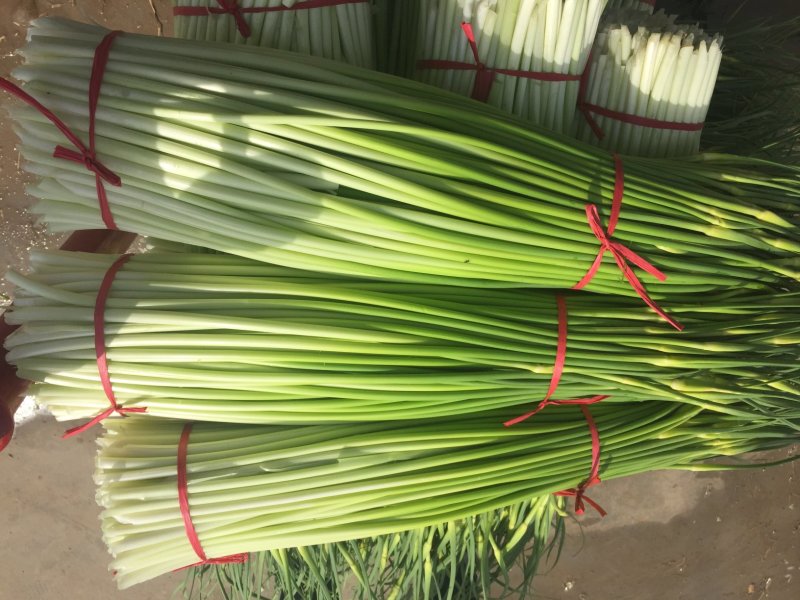 徐州精品红帽蒜薹大量上市量大价优，一手货源