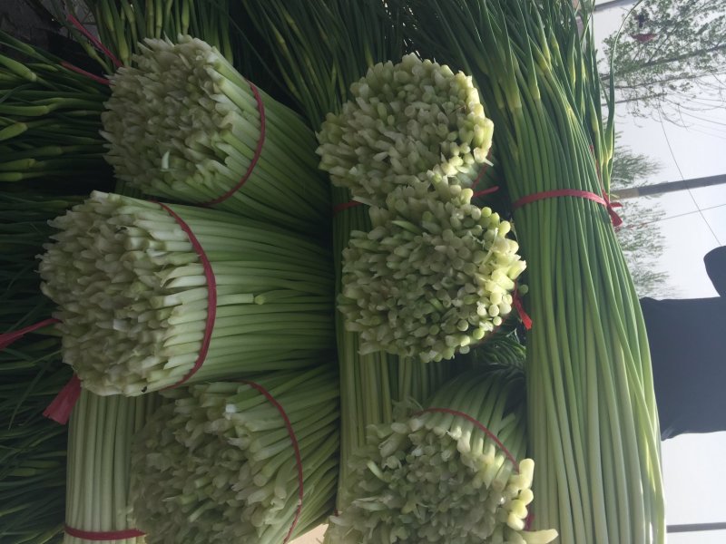 徐州精品红帽蒜薹大量上市量大价优，一手货源