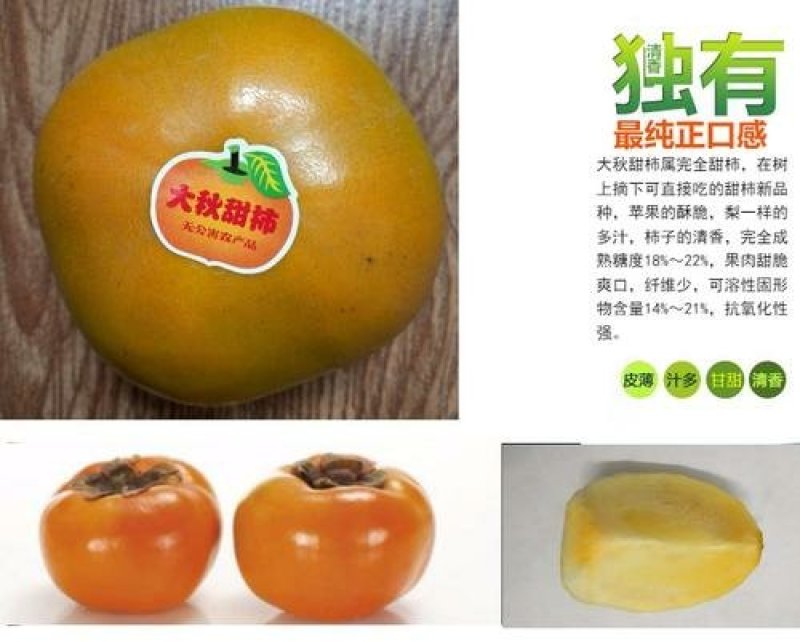 柿子树苗，大秋，黑柿，阳丰脆甜柿子保证品种，技术指导