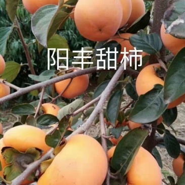 柿子树苗，大秋，黑柿，阳丰脆甜柿子保证品种，技术指导