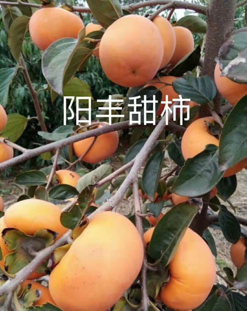 柿子树苗，大秋，黑柿，阳丰脆甜柿子保证品种，技术指导