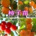 柿子树苗，大秋，黑柿，阳丰脆甜柿子保证品种，技术指导