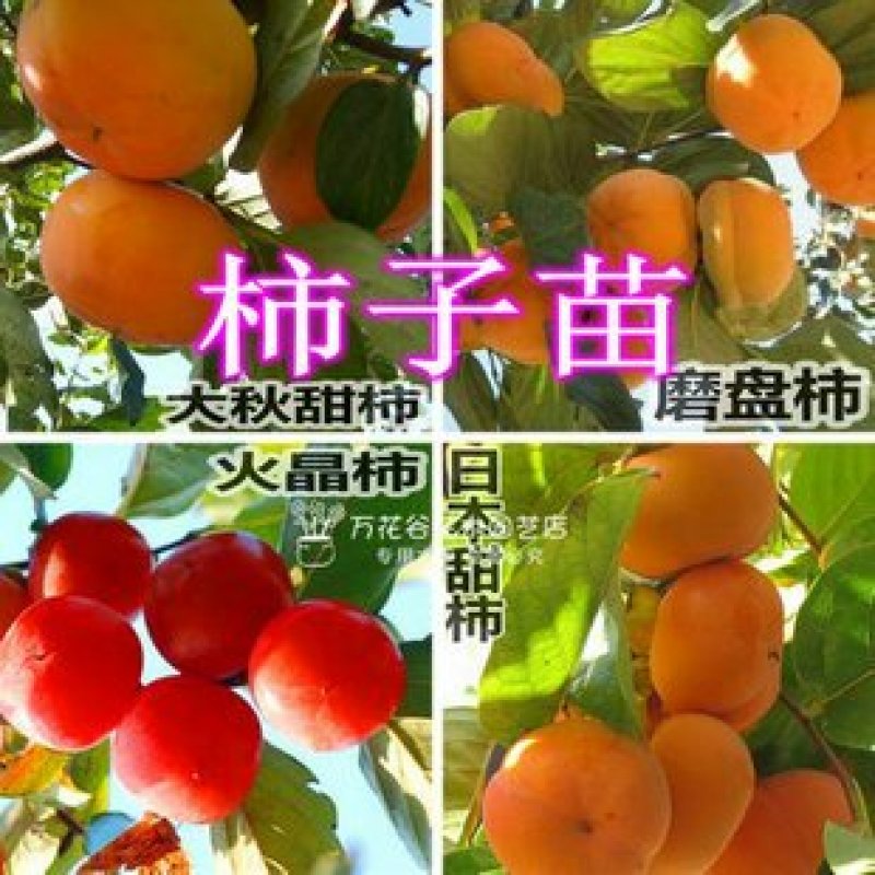 柿子树苗，大秋，黑柿，阳丰脆甜柿子保证品种，技术指导