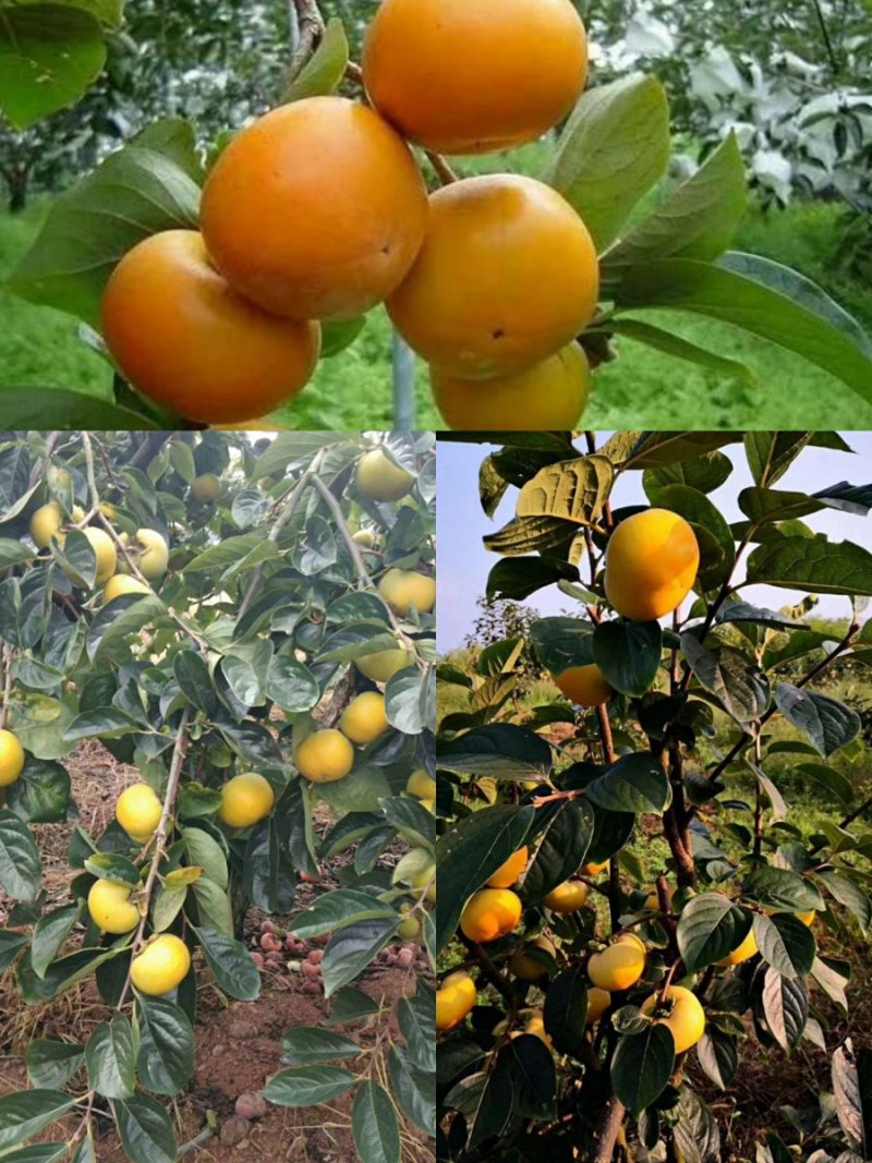 柿子树苗，大秋，黑柿，阳丰脆甜柿子保证品种，技术指导