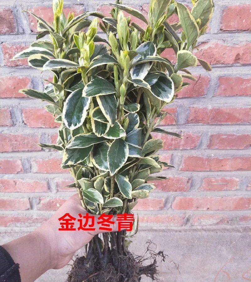 金边黄杨金边黄杨苗金边冬青苗冬青苗庭院四季常青树苗篱笆