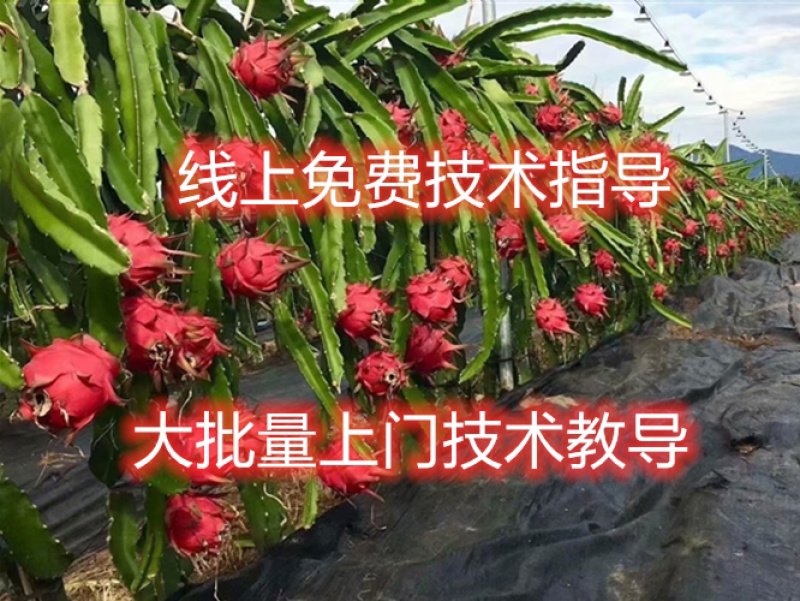 火龙果苗双色龙红皮白肉火龙果苗软枝大红