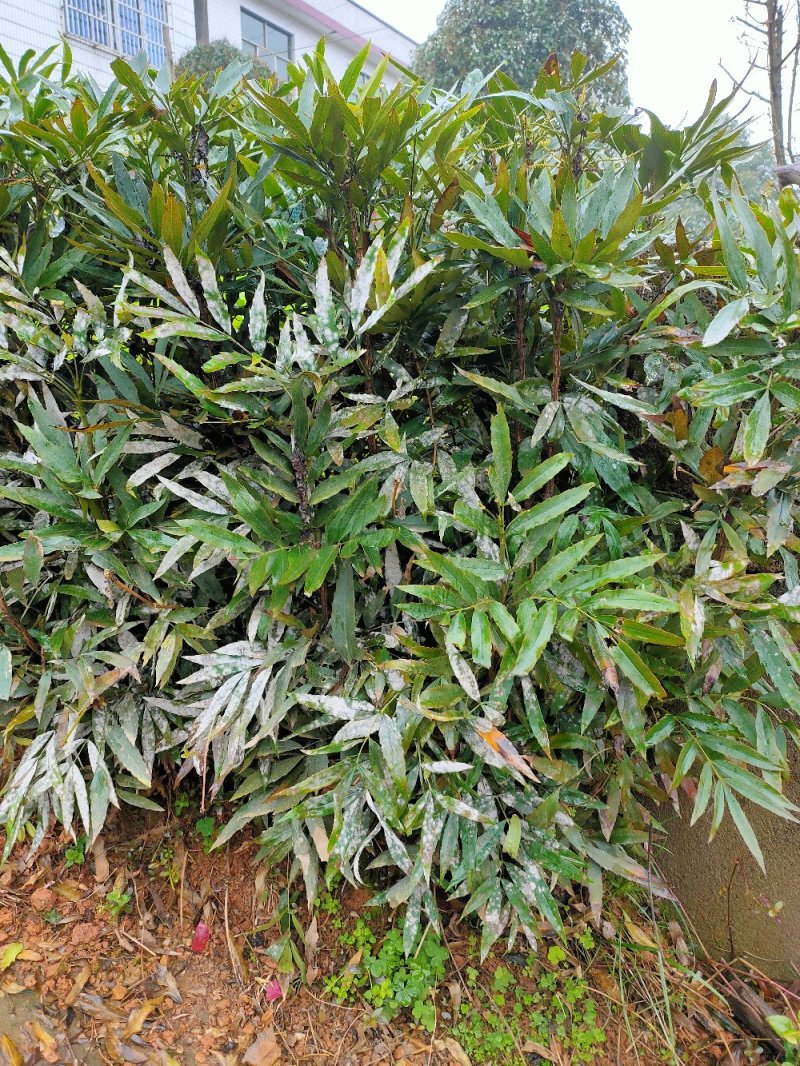 十大公劳园林绿化工程用苗常绿植物