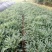 十大公劳园林绿化工程用苗常绿植物