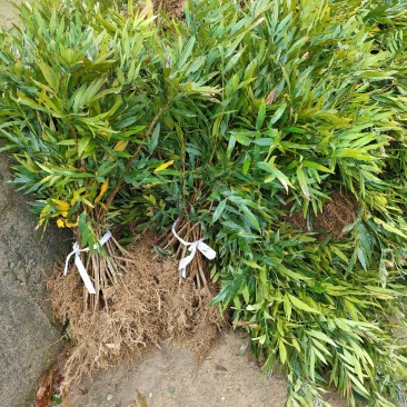 十大公劳园林绿化工程用苗常绿植物